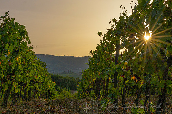 Vineyards Tuscany KAC3142