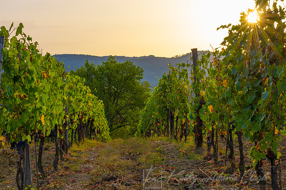 Vineyards Tuscany KAC3150