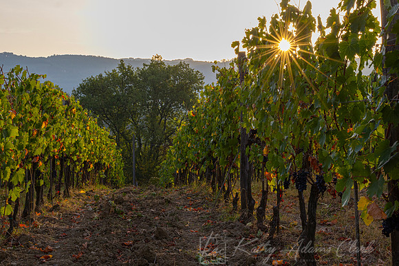 Vineyards Tuscany KAC3113