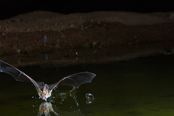 Pallid Bat KAC8809