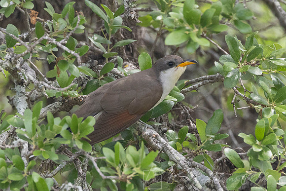 Yellow-billed cuckoo KAC6431