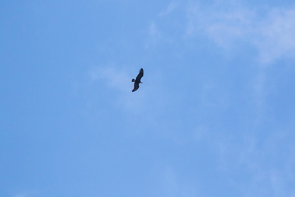 Andean Condor KAC8351