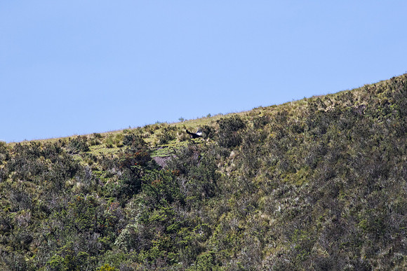 Andean Condor KAC8451