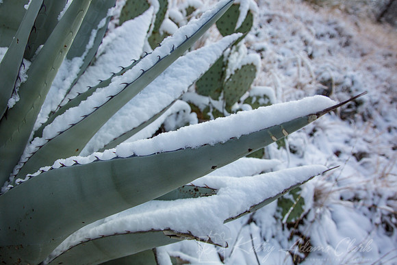 Havard Agave Snow KAC0051