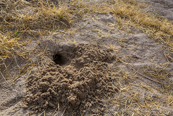 Burrow KAC0338