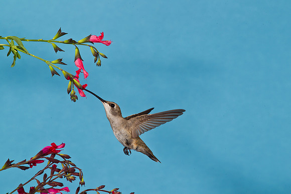 Black-chinned Hummingbird KAC2270