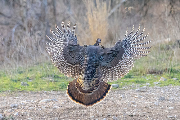 Wild Turkey KAC1023