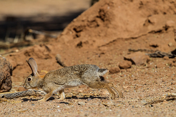 Desert cottontail KAC9018