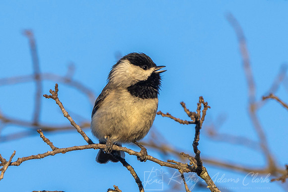 Carolina chickadee KAC2787