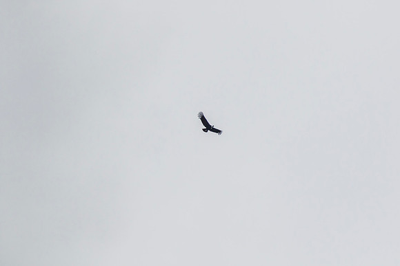 Andean Condor KAC8329