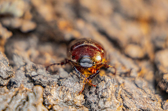 June Bug focus stack 3 KAC0869_72