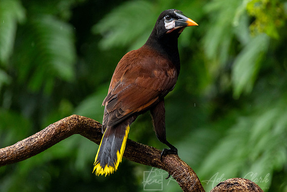 Montezuma oropendola KAC5617