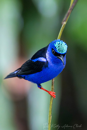 Red-legged honeycreeper KAC4954-Enhanced-NR