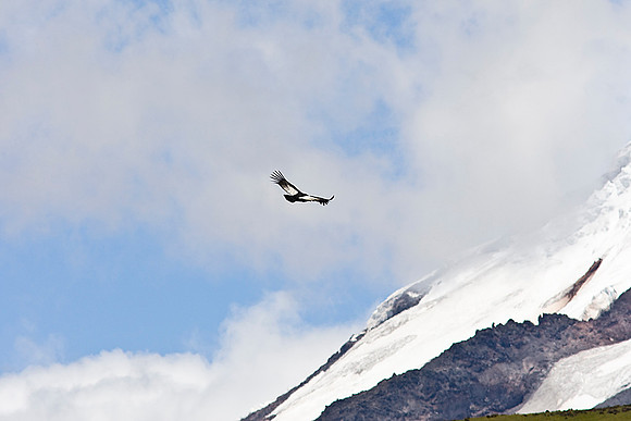Andean condor KAC0005
