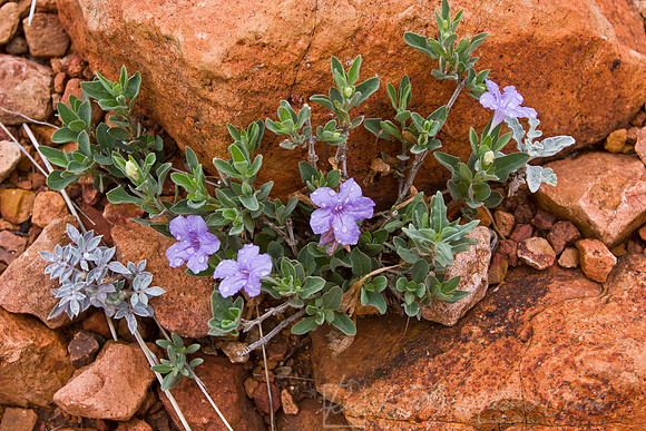 Narrowleaf dyschoriste (Dyschoriste linearis) KAC070503