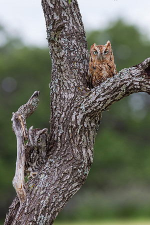 Eastern screech-owl KAC7368