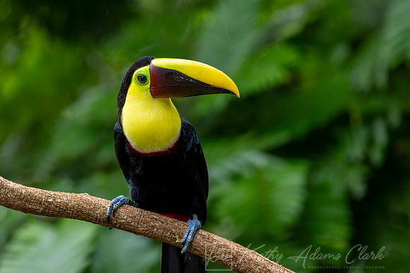 Yellow-throated toucan KAC5026