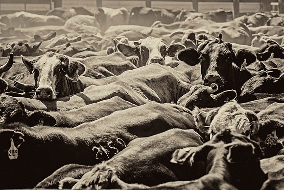 Cattle in Pen KAC5508tt