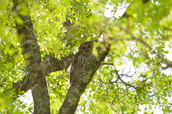 Barred owl KAC7787