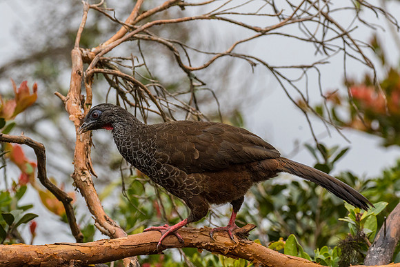 Andean guan KAC9206