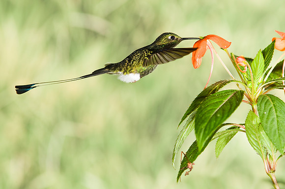 Booted racket-tail hummingbird KAC4820