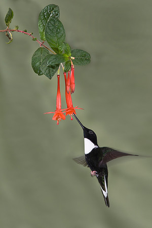Collared inca hummingbird fixed KAC5712