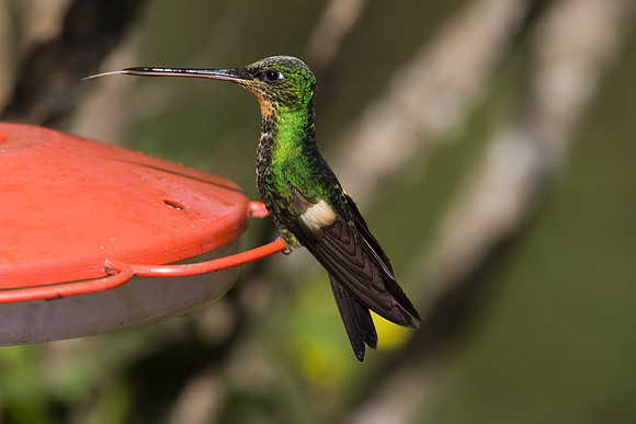 Buff-winged starfrontlet hummingbird KAC607059