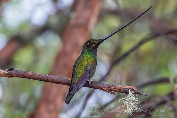Sword-billed hummingbird KAC9054