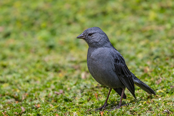 Plumbeous sierra-finch KAC8709