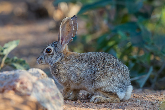 Desert cottontail KAC8831