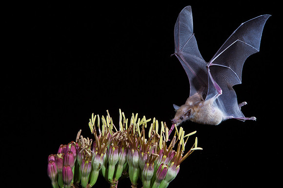 Lesser Long-nosed Bat KAC8912