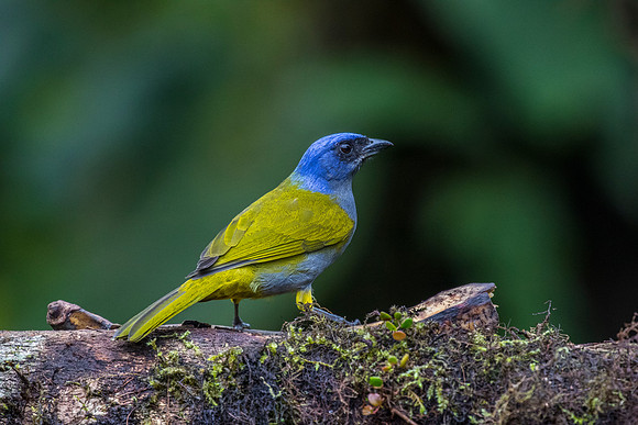 Blue-capped tanager KAC9863