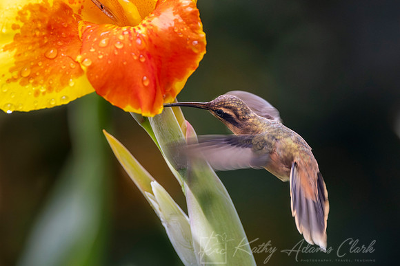 Stripe-throated hermit KAC6679