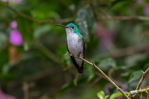 Andean emerald hummingbird KAC0902