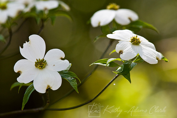 Flowering dogwood KAC030721