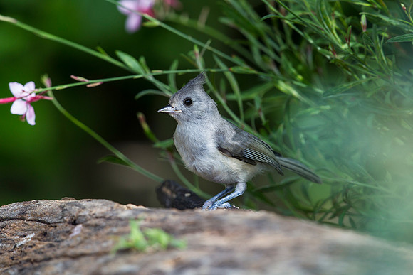 Black-crested titmouse KAC7965