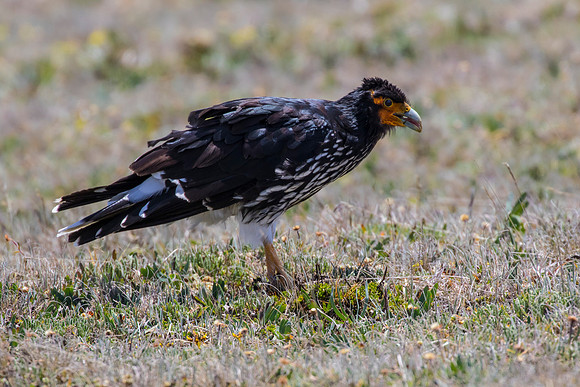 Carunculated caracara KAC8599
