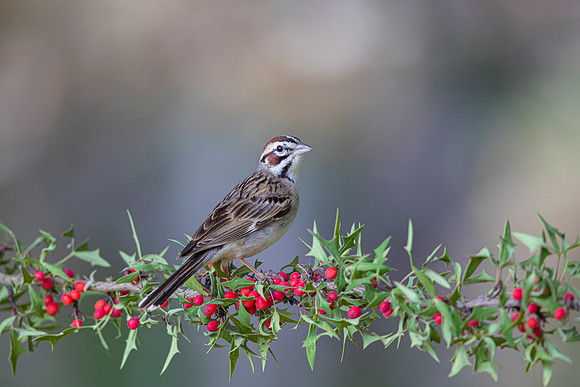 Lark sparrow KAC4324