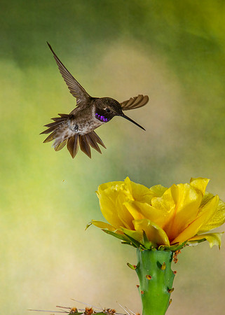 Black-chinned hummingbird KAC4222
