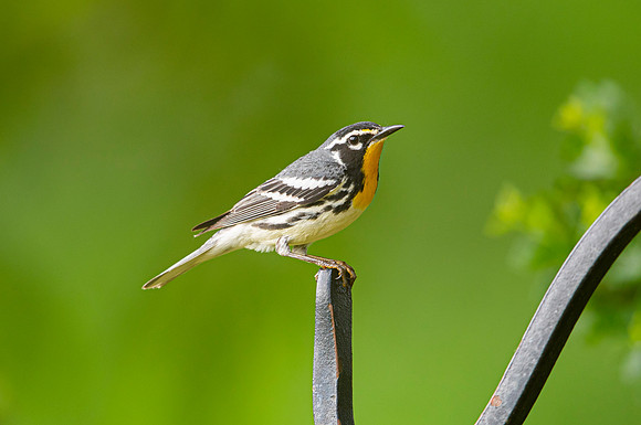 Yellow-throated warbler KAC4279