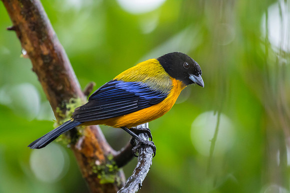 Black-chinned mountain-tanager KAC9994