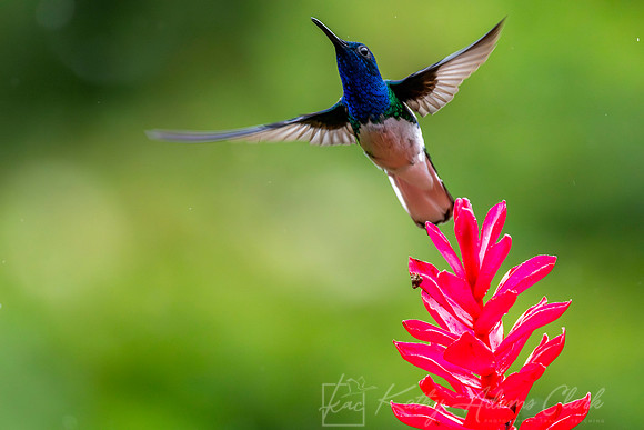 White-necked jacobin KAC5446-Enhanced-NR