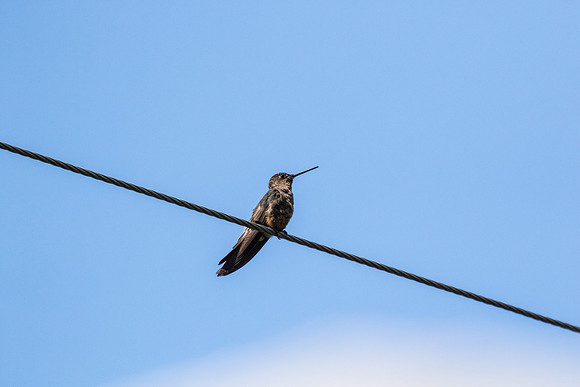Giant hummingbird KAC8771