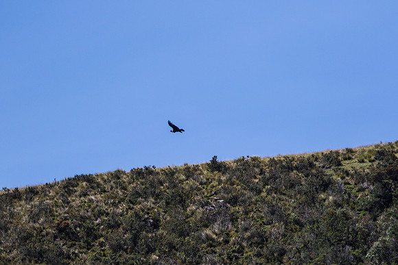 Andean Condor KAC8457
