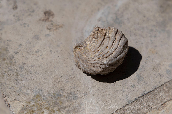 Fossil Shell KAC0074_9 blend