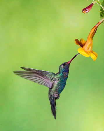Broad-billed hummingbird KAC9982
