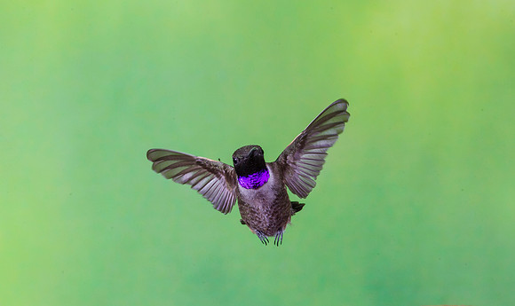 Black-chinned hummingbird KAC9962