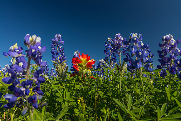 Indian Paintbrush KAC0779
