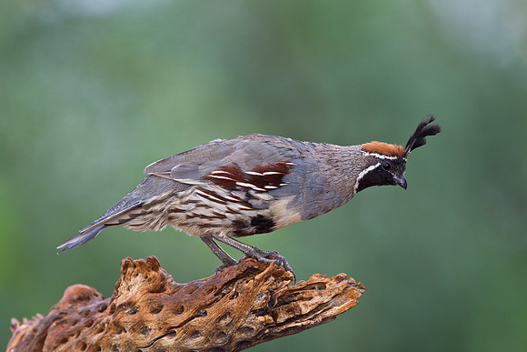 Gambel's quail KAC1611