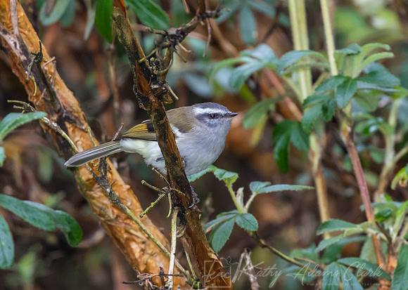 White-banded tyrannulet KAC7774